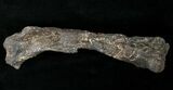 Othnielosaurus Femur w/ Stand - Bone Cabin Quarry #14729-2